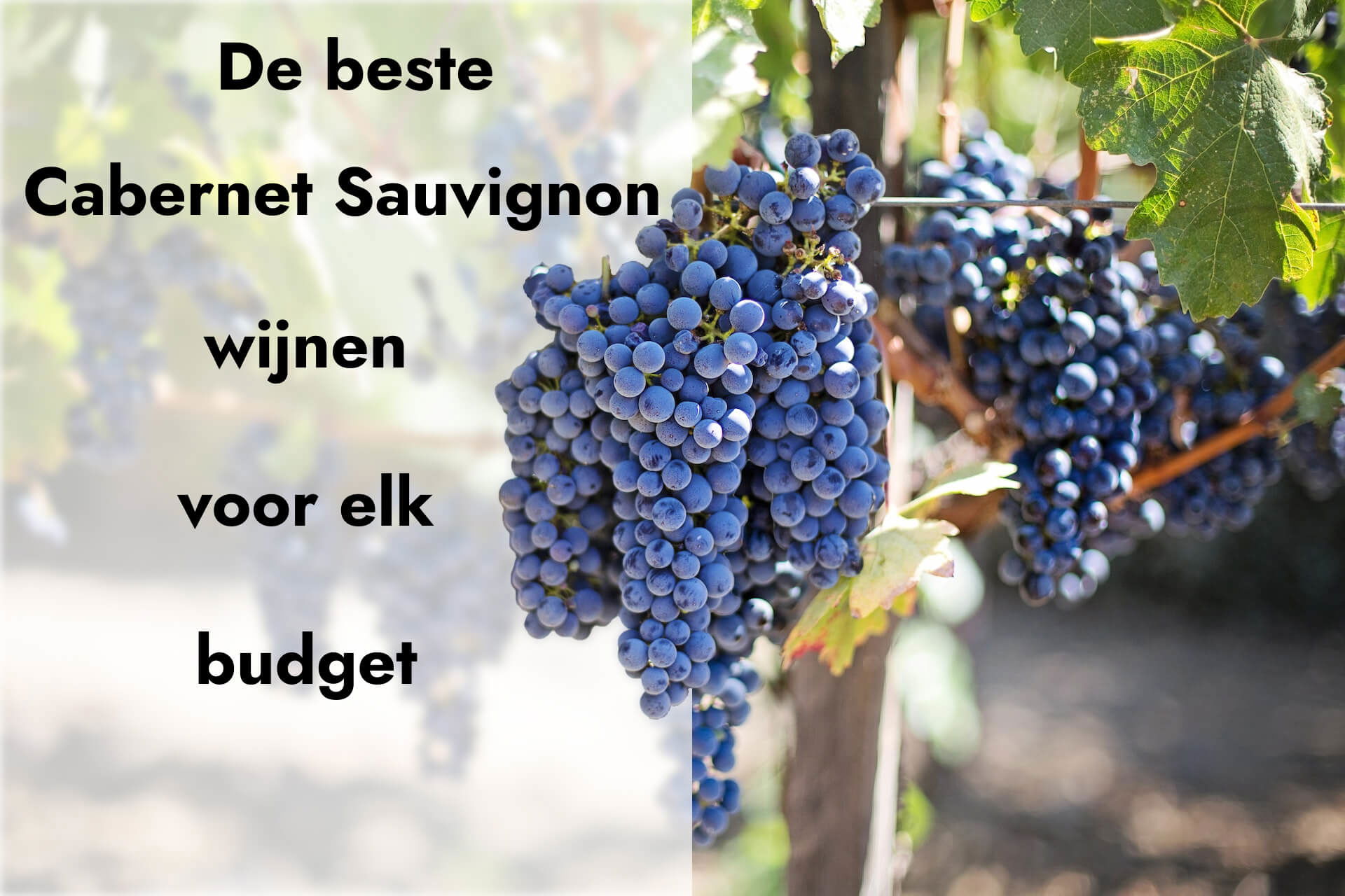 De ultieme gids voor cabernet sauvignon voor elk budget