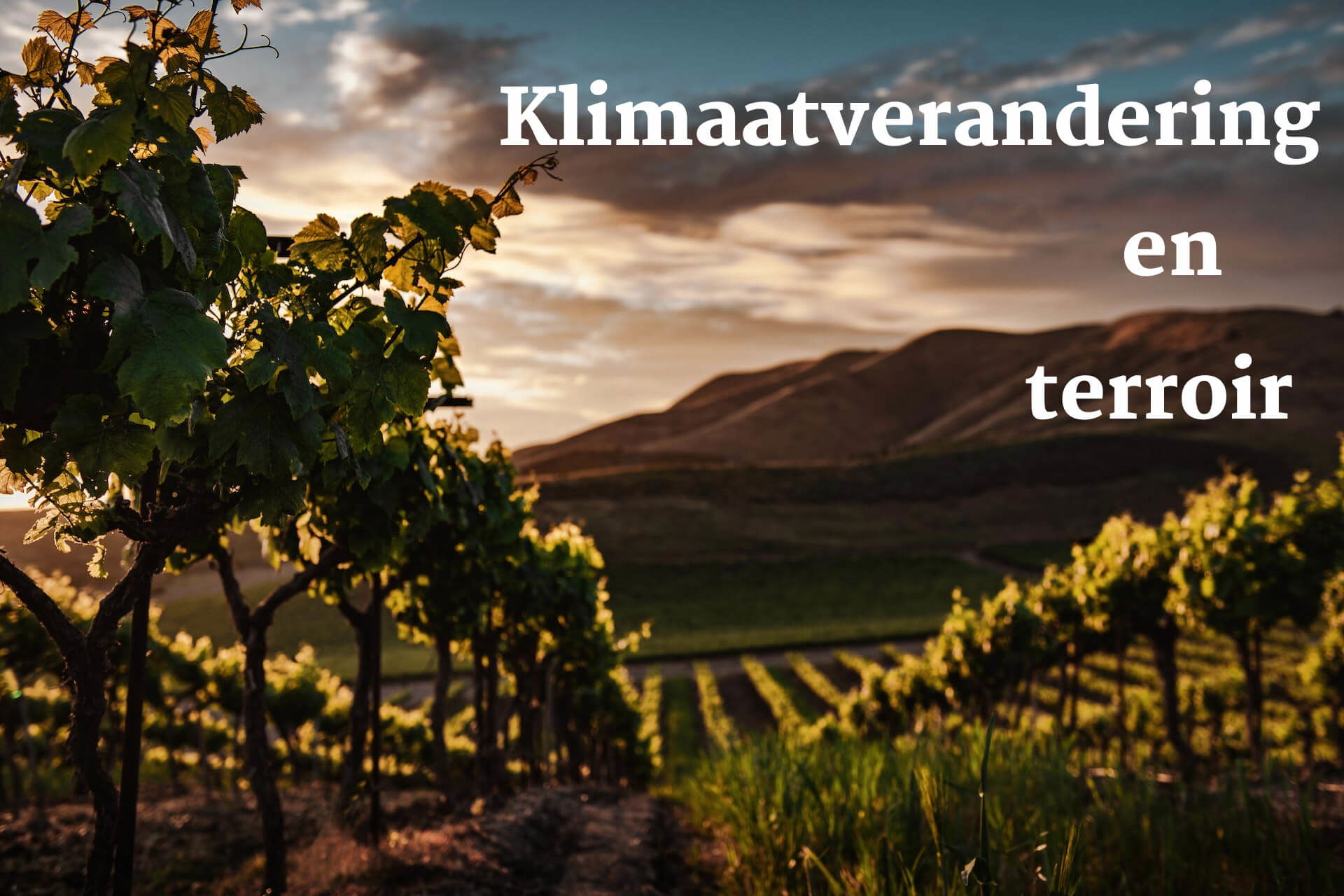 Klimaatverandering en terroir