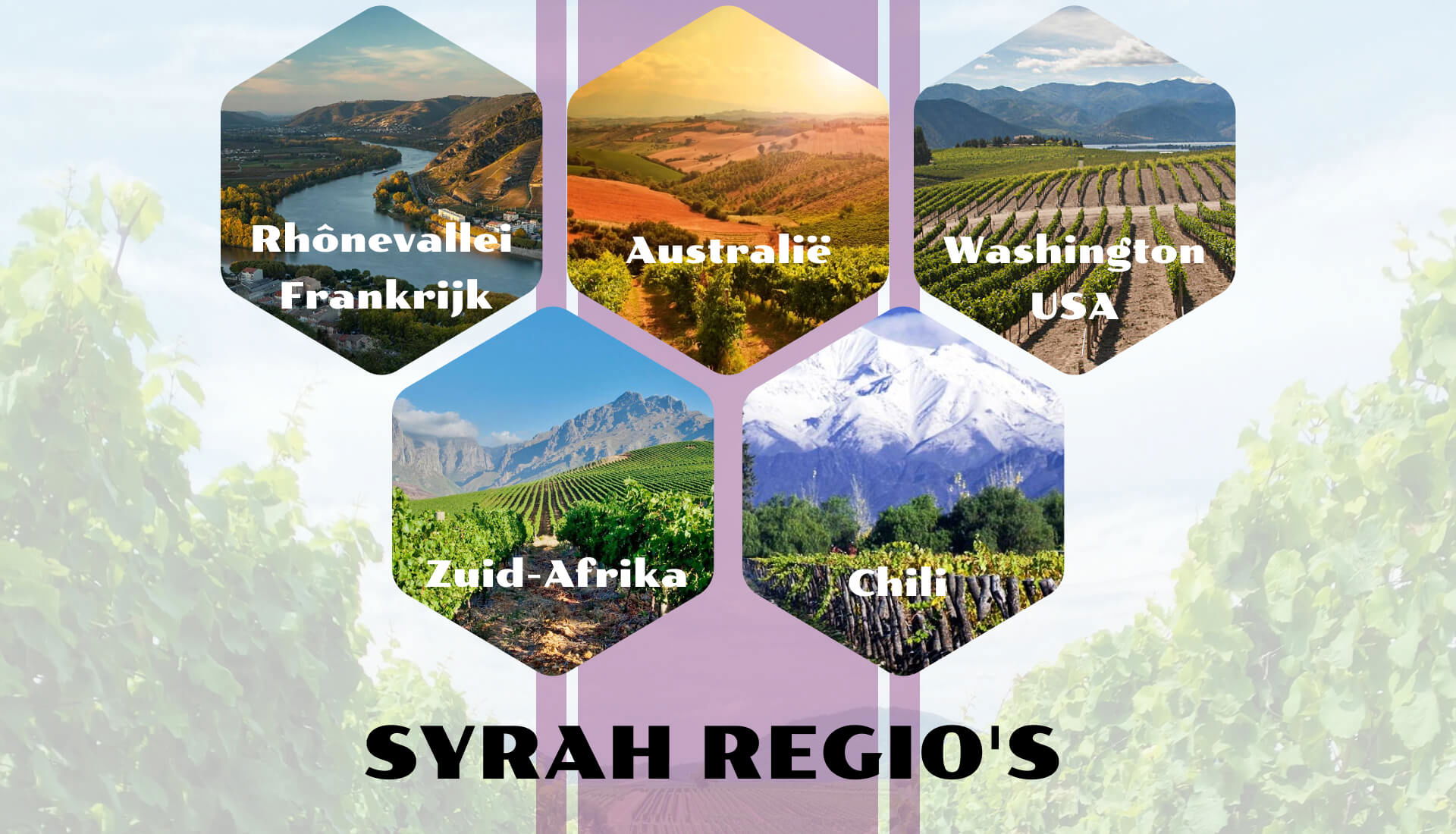 SYRAH REGIO'S