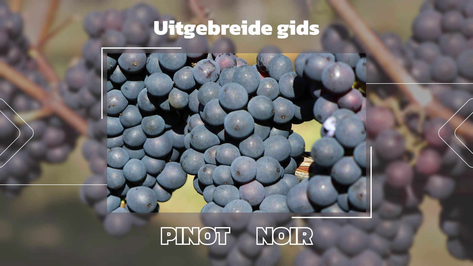 De Pinot Noir druif: Een uitgebreide gids