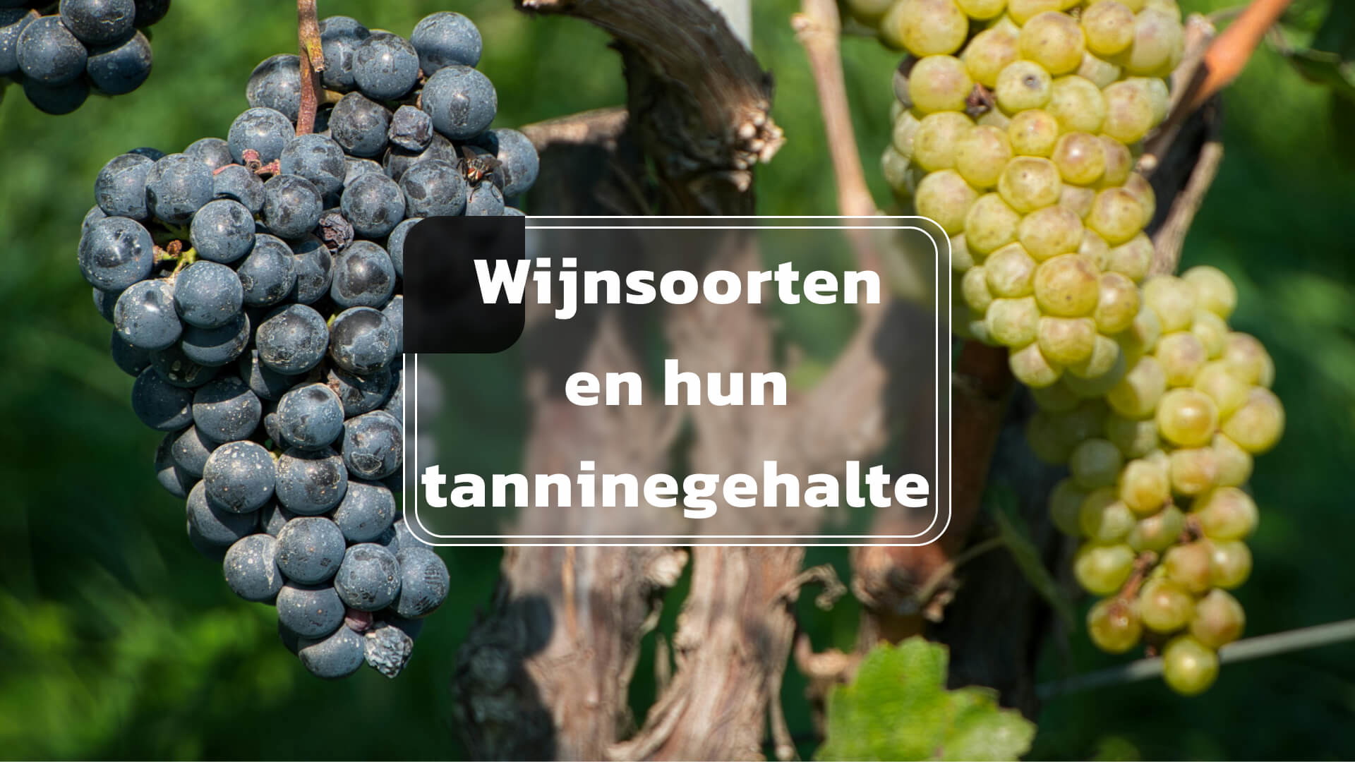 Wijnsoorten en hun tanninegehalte